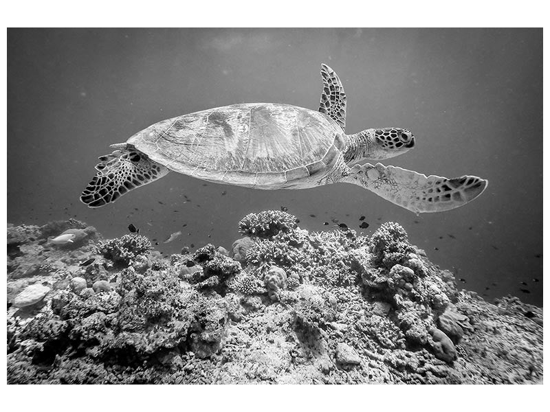 canvas-print-sea-turtle-at-sipadan-x