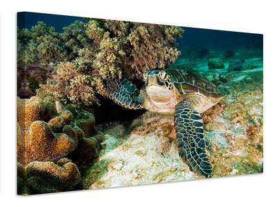 canvas-print-sea-turtle-x