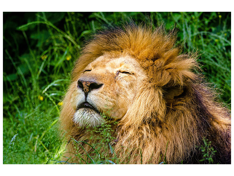 canvas-print-sleeping-lion