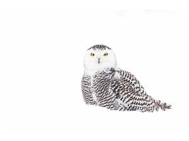 canvas-print-snowy-owl-in-winter-snow-x