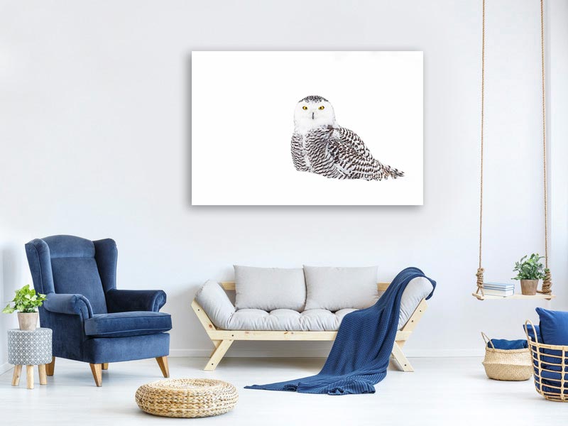 canvas-print-snowy-owl-in-winter-snow-x