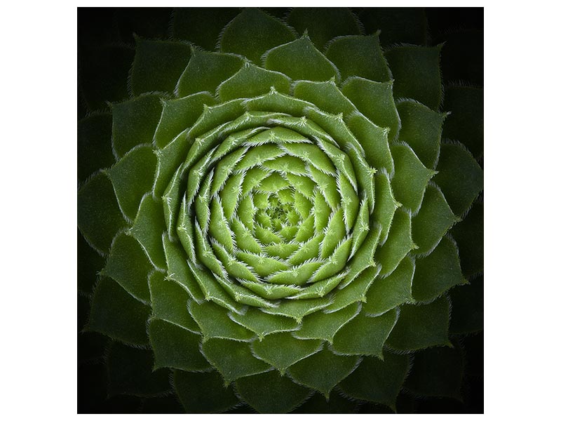 canvas-print-succulent-x