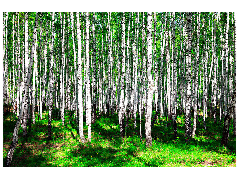 canvas-print-summerly-birch-forest