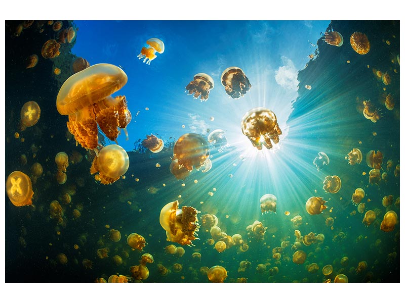 canvas-print-sunlight-and-jellyfish-x