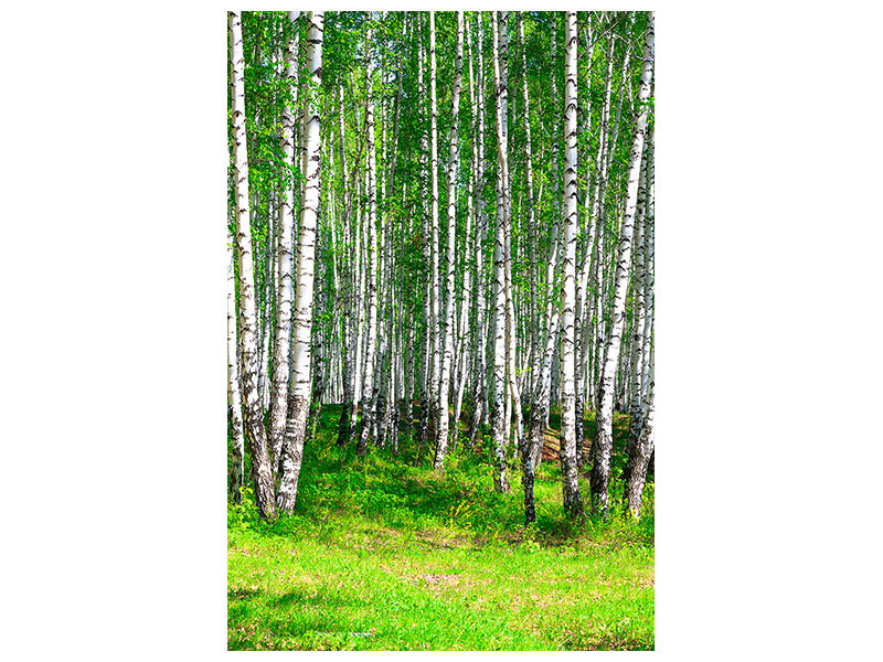 canvas-print-the-birch-forest-in-summer