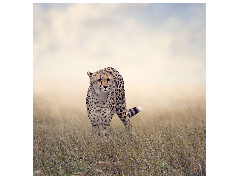 canvas-print-the-cheetah