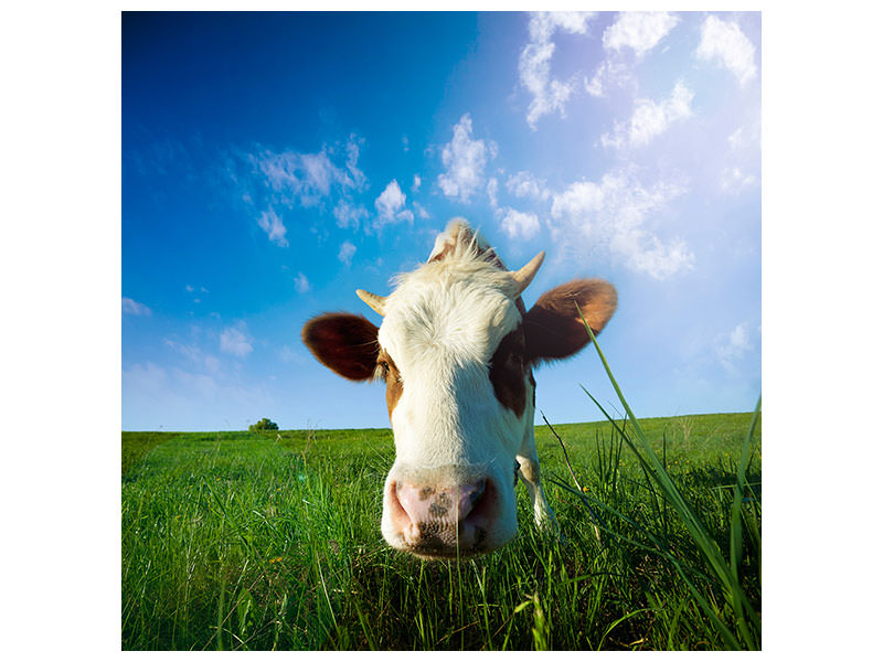 canvas-print-the-cow