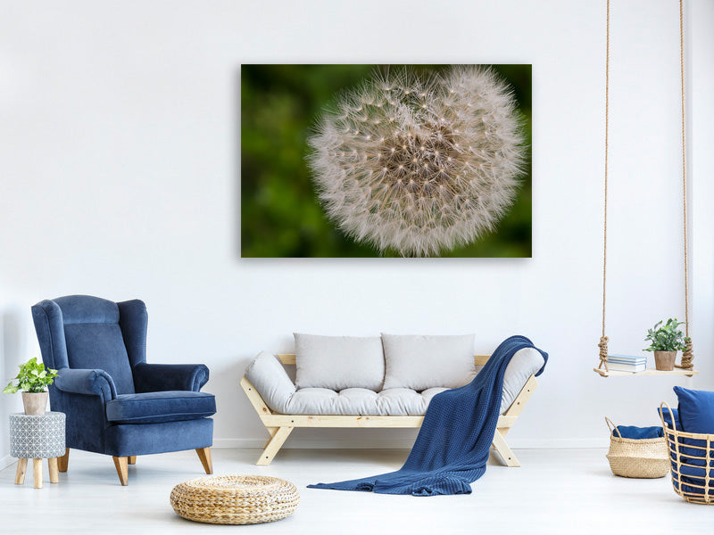 canvas-print-the-dandelion-in-nature