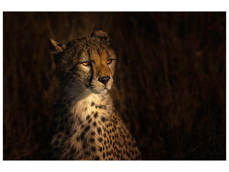 canvas-print-the-portrait-of-a-cheetah-x