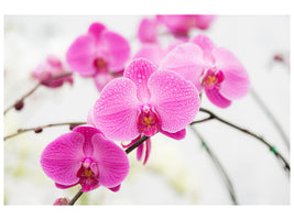 canvas-print-the-symbol-of-orchid