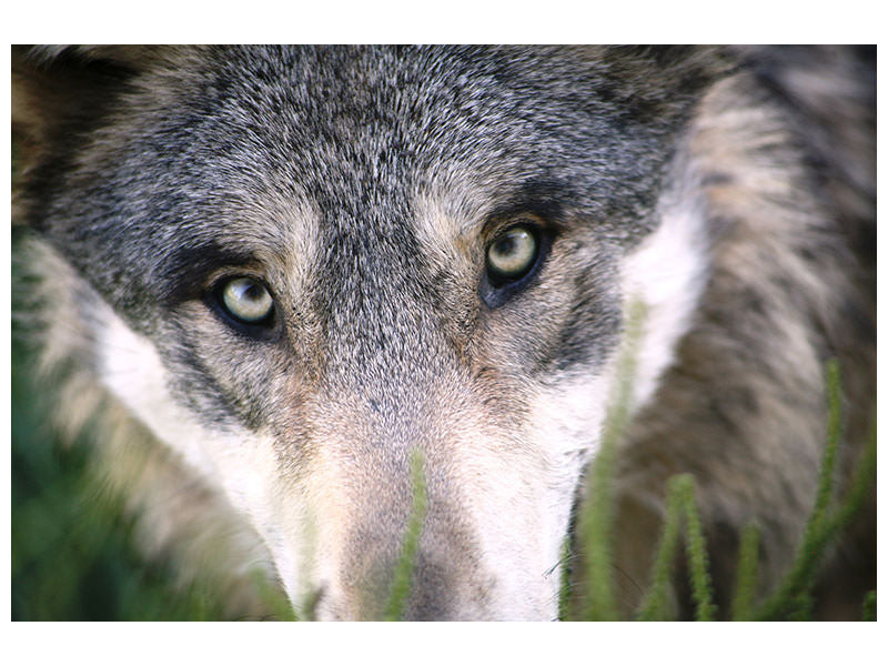 canvas-print-the-wolf39s-look