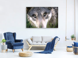 canvas-print-the-wolf39s-look