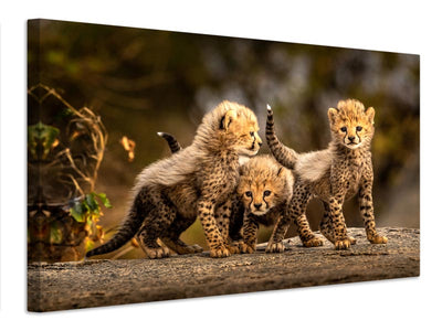 canvas-print-three-little-cheetahs-x