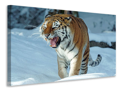 canvas-print-tiger-in-the-snow
