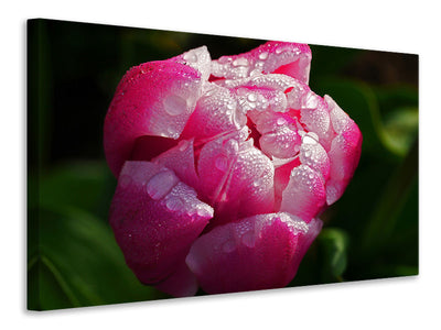 canvas-print-tulip-with-morning-dew-in-xl