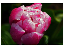 canvas-print-tulip-with-morning-dew-in-xl