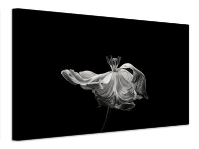 canvas-print-tulip-x