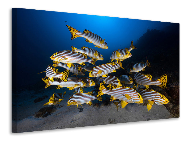 canvas-print-underwater-photography-indian-ocean-sweetlips