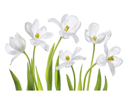 canvas-print-white-tulips-x