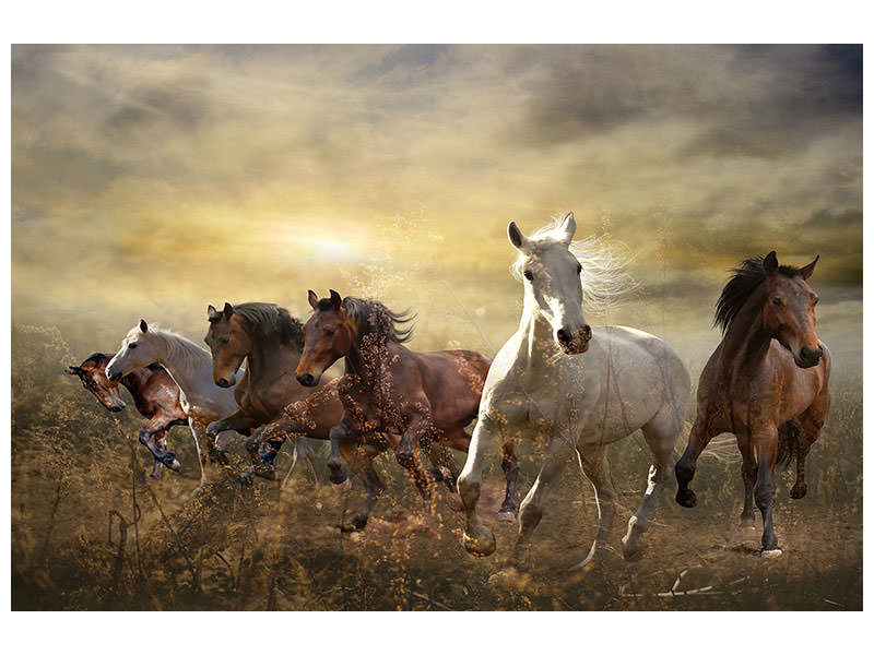 canvas-print-wild-wild-horses
