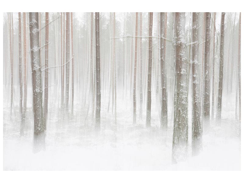 canvas-print-winterforest-in-sweden-x