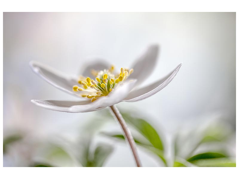 canvas-print-wood-anemone-x