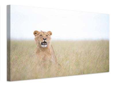 canvas-print-young-lion-x