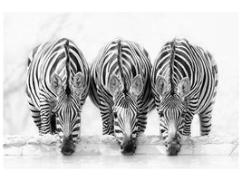 canvas-print-zebras-xbj