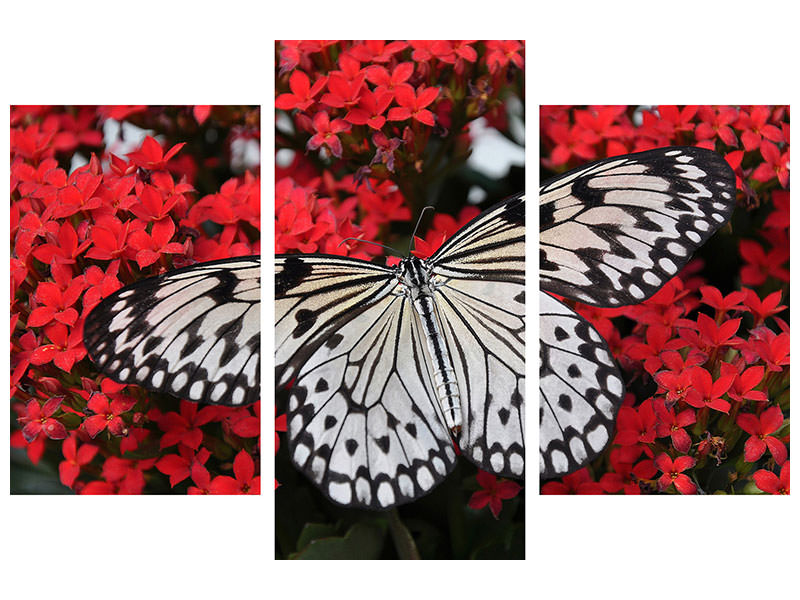 modern-3-piece-canvas-print-butterfly-in-xxl