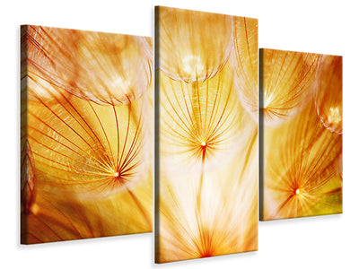 modern-3-piece-canvas-print-close-up-dandelion-in-light