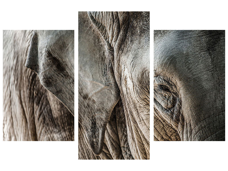modern-3-piece-canvas-print-close-up-elephant