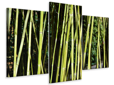 modern-3-piece-canvas-print-fresh-bamboo