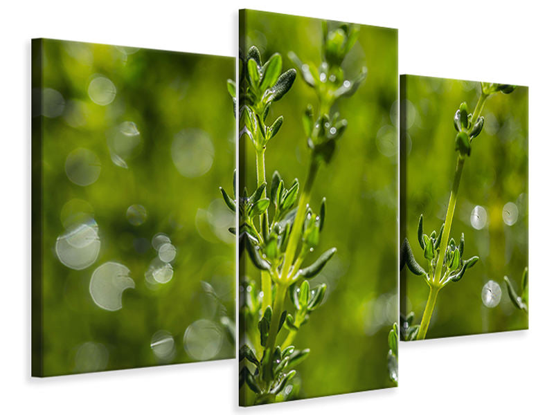 modern-3-piece-canvas-print-fresh-thyme