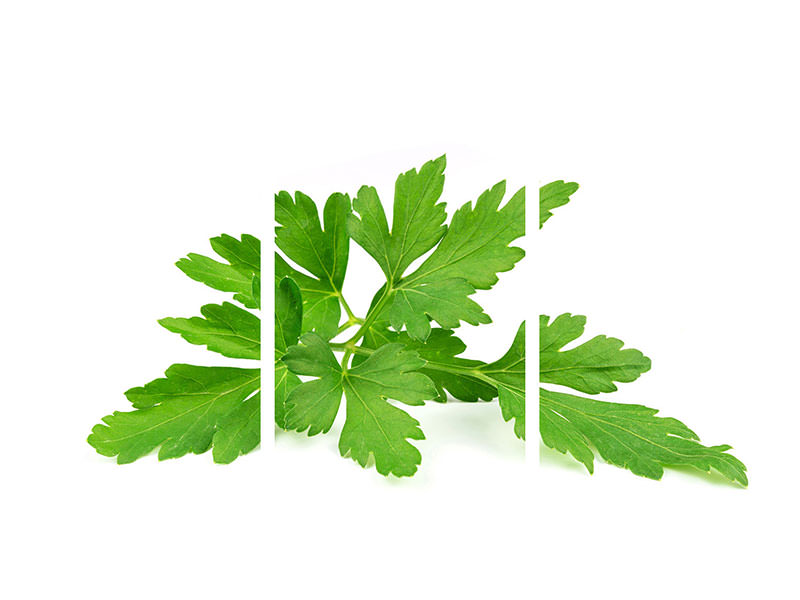 modern-3-piece-canvas-print-leaves-of-parsley