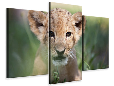 modern-3-piece-canvas-print-lion-baby