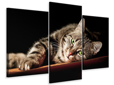 modern-3-piece-canvas-print-relaxed-cat