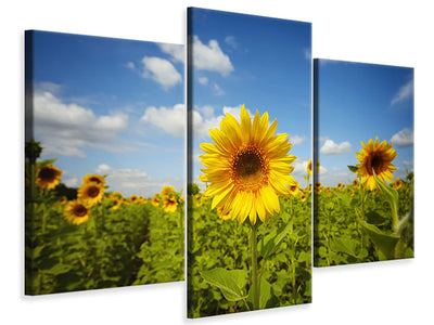 modern-3-piece-canvas-print-summer-sunflowers