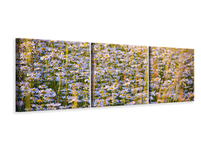 panoramic-3-piece-canvas-print-a-field-full-of-camomile
