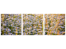 panoramic-3-piece-canvas-print-a-field-full-of-camomile