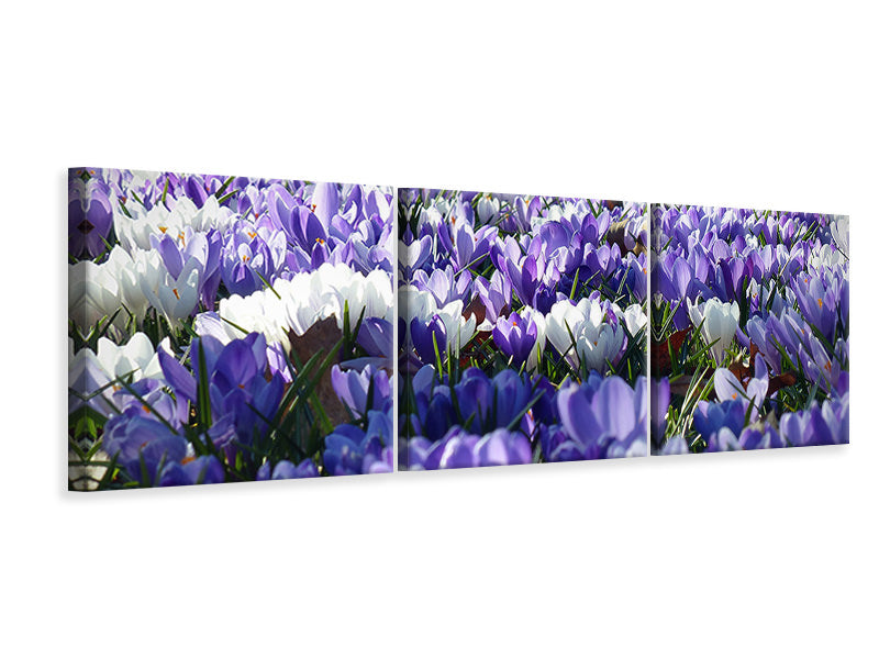 panoramic-3-piece-canvas-print-a-field-full-of-crocuses