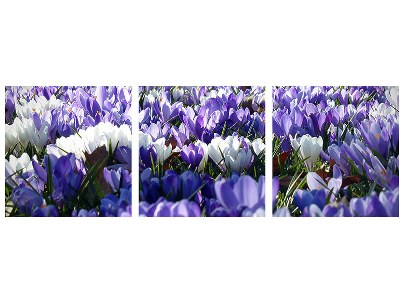 panoramic-3-piece-canvas-print-a-field-full-of-crocuses