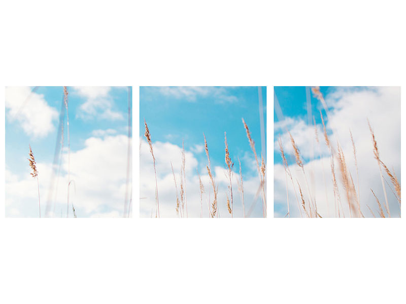 panoramic-3-piece-canvas-print-blades-of-grass-in-the-sky