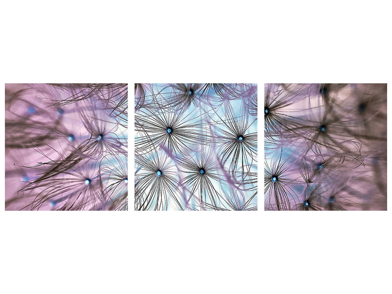 panoramic-3-piece-canvas-print-dandelion-in-the-light-play