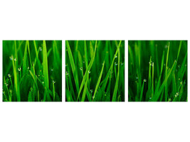 panoramic-3-piece-canvas-print-grass-with-morning-dew