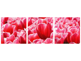 panoramic-3-piece-canvas-print-happy-tulip-field