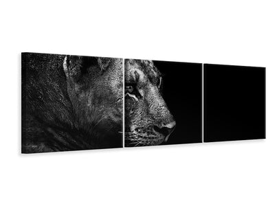 panoramic-3-piece-canvas-print-lion