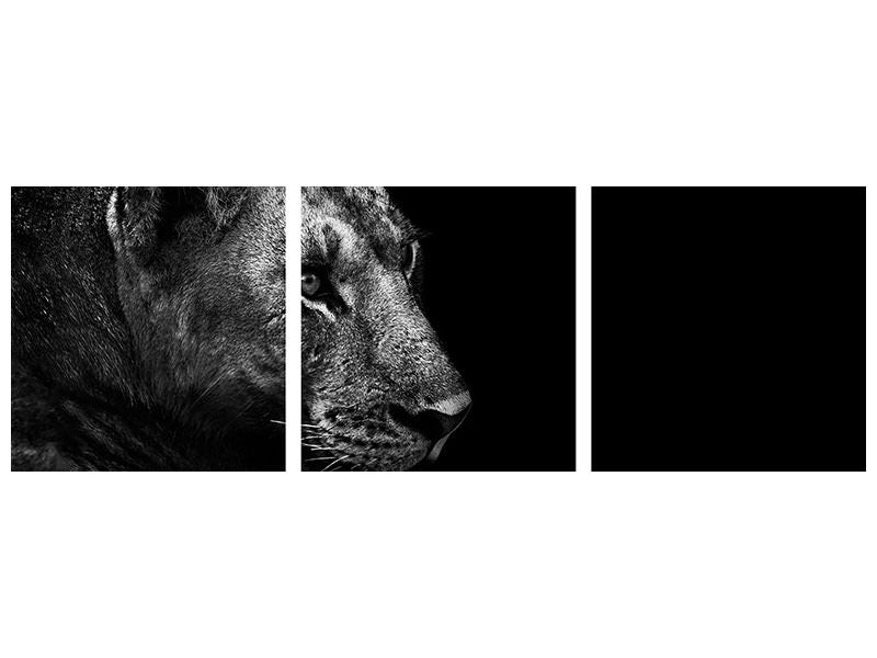 panoramic-3-piece-canvas-print-lion