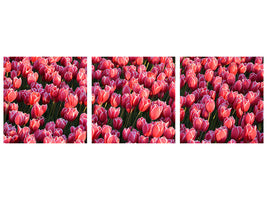 panoramic-3-piece-canvas-print-lush-tulip-field