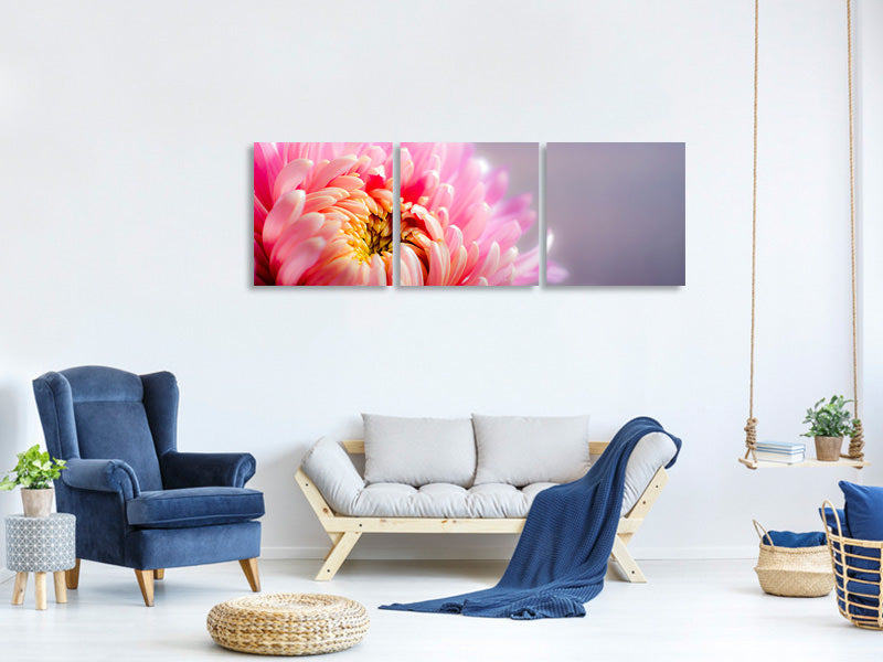 panoramic-3-piece-canvas-print-macro-chrysanthemum