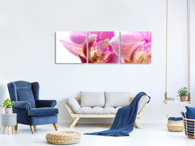 panoramic-3-piece-canvas-print-magnificent-phalaenopsis